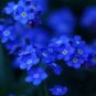 Fragrant Evening Primrose - Dark Blue Flowers with Yellow Centre 400 Seeds