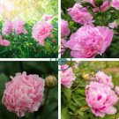 Very Rare 'Fen Zhong Guan' Pink Pretty Perennial Peony Flower 10 Seeds