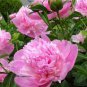 Very Rare 'Fen Zhong Guan' Pink Pretty Perennial Peony Flower 10 Seeds