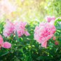Very Rare 'Fen Zhong Guan' Pink Pretty Perennial Peony Flower 10 Seeds