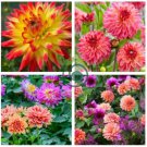 Dahlia Mixed 9 Types Perennial Flower 200 Seeds