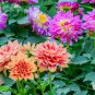 Dahlia Mixed 9 Types Perennial Flower 200 Seeds