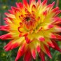 Dahlia Mixed 9 Types Perennial Flower 200 Seeds