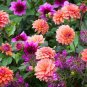 Dahlia Mixed 9 Types Perennial Flower 200 Seeds
