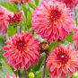 Dahlia Mixed 9 Types Perennial Flower 200 Seeds
