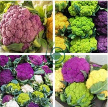 Mix Four Varieties Cauliflower 600 Seeds