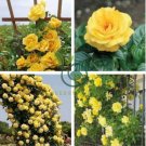 Rare Yellow Climbing Rose 40 Seeds
