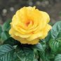 Rare Yellow Climbing Rose 40 Seeds