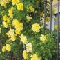 Rare Yellow Climbing Rose 40 Seeds