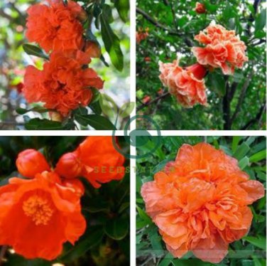 Heirloom Light Red Punica Pomegranate Flower 40 Seeds