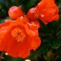 Heirloom Light Red Punica Pomegranate Flower 40 Seeds