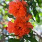Heirloom Light Red Punica Pomegranate Flower 40 Seeds