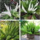 Garden Foxtail Fern Dark Green White Colors 200 Seeds
