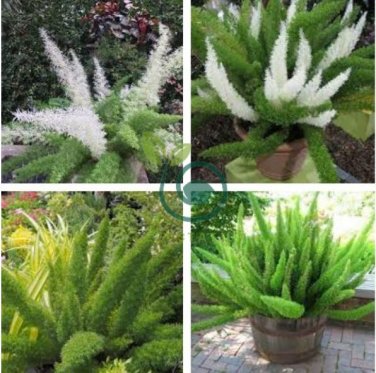 Garden Foxtail Fern Dark Green White Colors 200 Seeds