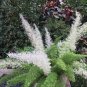 Garden Foxtail Fern Dark Green White Colors 200 Seeds