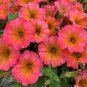Petunia Flower 5 Colors Available 200 Seeds