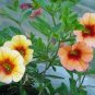Petunia Flower 5 Colors Available 200 Seeds