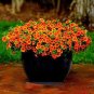 Petunia Flower 5 Colors Available 200 Seeds