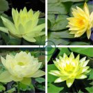 Golden Nelumbo Nucifera Lotus Flowers Pond Plants 2 Seeds