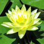 Golden Nelumbo Nucifera Lotus Flowers Pond Plants 2 Seeds