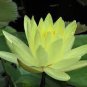 Golden Nelumbo Nucifera Lotus Flowers Pond Plants 2 Seeds