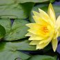 Golden Nelumbo Nucifera Lotus Flowers Pond Plants 2 Seeds
