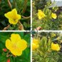 Fragrant Evening Primrose 400 Seeds
