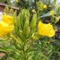 Fragrant Evening Primrose 400 Seeds