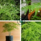 Asparagus setaceus Perennial 40 Seeds