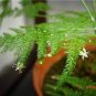 Asparagus setaceus Perennial 40 Seeds