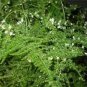 Asparagus setaceus Perennial 40 Seeds