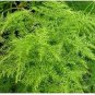 Asparagus setaceus Perennial 40 Seeds