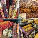 Heirloom Colorful Hybrid Corn 40 Seeds