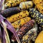 Heirloom Colorful Hybrid Corn 40 Seeds