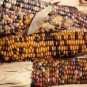 Heirloom Colorful Hybrid Corn 40 Seeds
