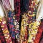 Heirloom Colorful Hybrid Corn 40 Seeds
