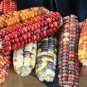 Heirloom Colorful Hybrid Corn 40 Seeds