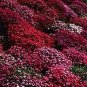 Creeping Thyme  Rock CRESS - Dark Red Flowers 1000 Seeds
