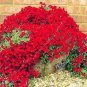 Creeping Thyme  Rock CRESS - Dark Red Flowers 1000 Seeds