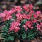 Creeping Thyme Rock CRESS - Dark Red Flowers 1000 Seeds