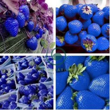 Organic Blue Strawberry Antioxidant 1000 Seeds