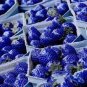 Organic Blue Strawberry Antioxidant 1000 Seeds