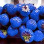 Organic Blue Strawberry Antioxidant 1000 Seeds