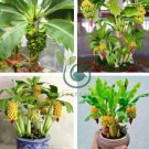 Dwarf Banana Tree  Hybrid Fruits 200 Seeds