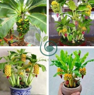 Dwarf Banana Tree  Hybrid Fruits 200 Seeds