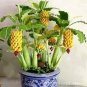 Dwarf Banana Tree Hybrid Fruits 200 Seeds