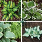Hosta  Bright Fresh Green Color 400 Seeds