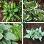 Hosta  Bright Fresh Green Color 400 Seeds