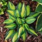 Hosta  Bright Fresh Green Color 400 Seeds