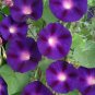 Rare 'Grandpa Ott' Bright Purple Morning Glory 100 Seeds